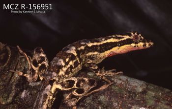 Media type: image;   Herpetology R-156951 Description: Photo of animal in life, taken in the field by Dr. Kenneth Ichiro Miyata. A slide of the photo was scanned in 2012 by Melissa Wooley.;  Aspect: lateral